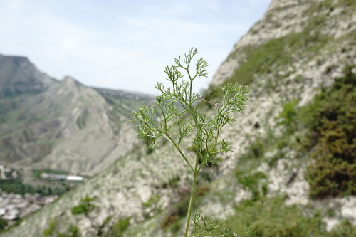 Bilacunaria microcarpa