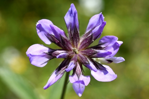 Bituminaria bituminosa
