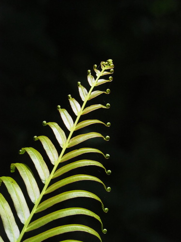 Blechnum orientale