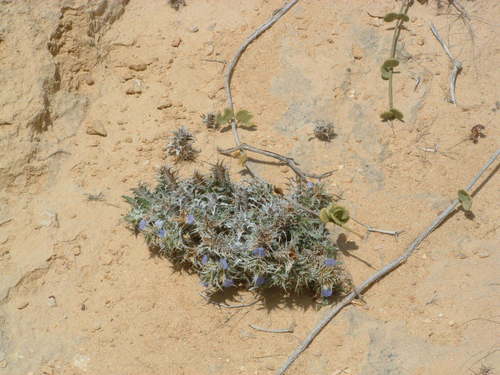 Blepharis edulis