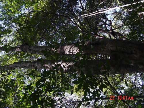 Blomia prisca