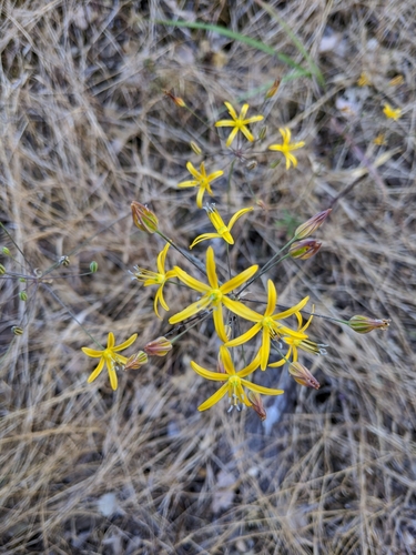 Bloomeria aurea
