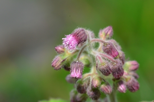 Blumea axillaris