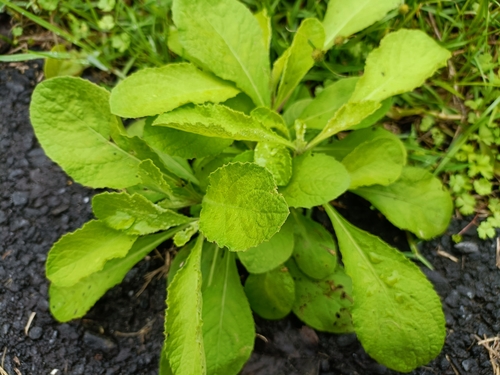 Blumea axillaris