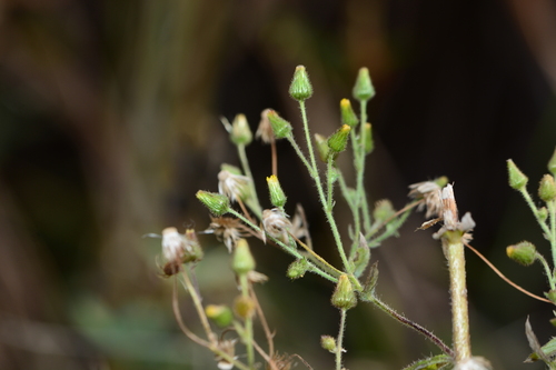 Blumea barbata