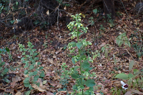Blumea lacera