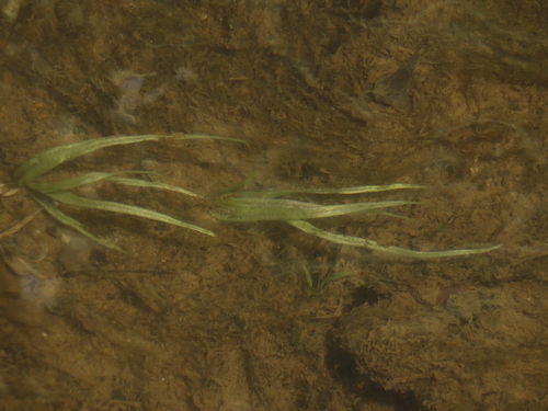 Blyxa echinosperma