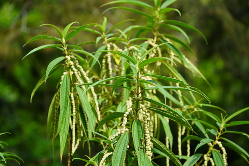 Boehmeria penduliflora