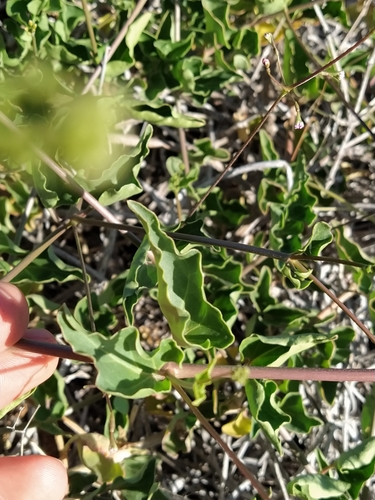 Boerhavia australis