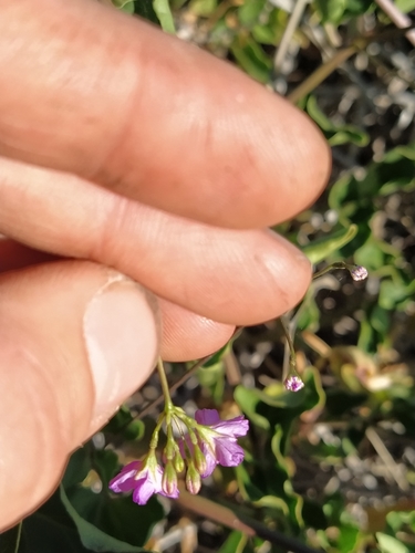 Boerhavia australis