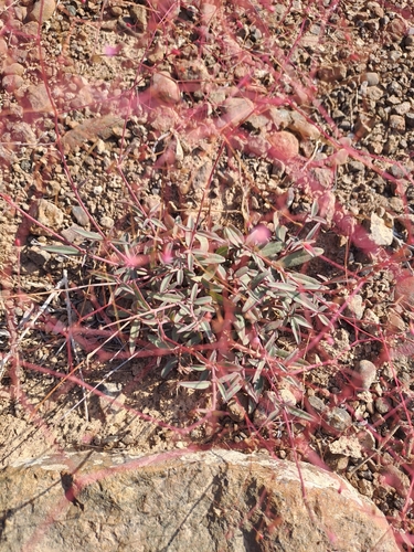Boerhavia elegans