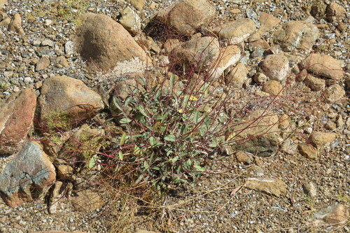 Boerhavia elegans
