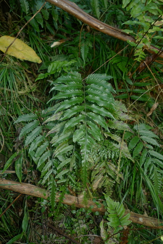 Lomariopsidaceae