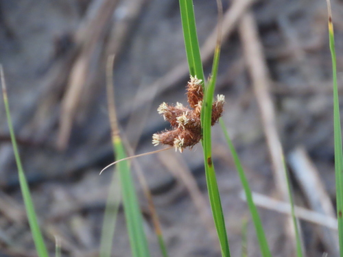 Bolboschoenus robustus