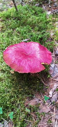 Boletinus asiaticus