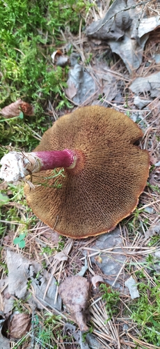 Boletinus asiaticus
