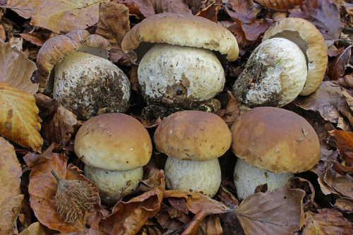 Boletus edulis