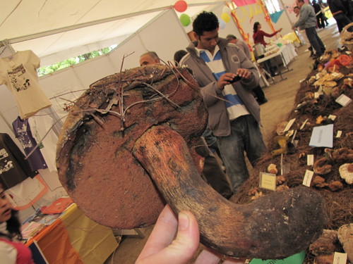 Boletus michoacanus