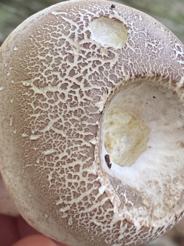 Boletus pallidus