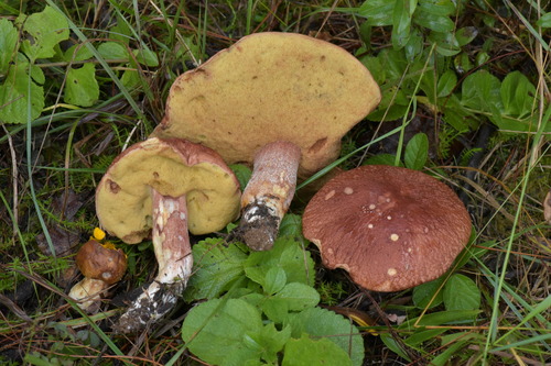 Boletus pinophilus