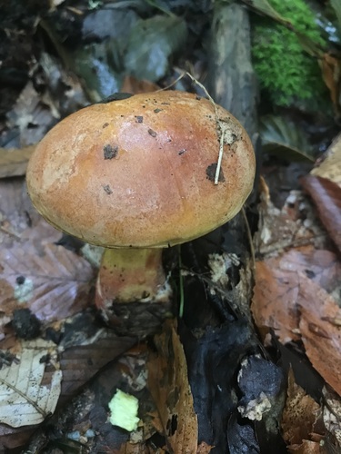 Boletus speciosus