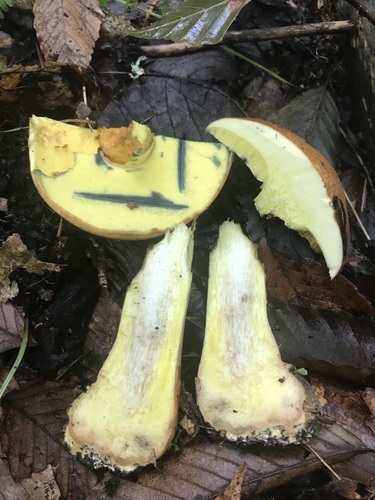 Boletus speciosus