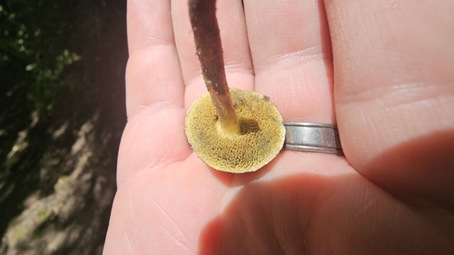 Boletus truncatus