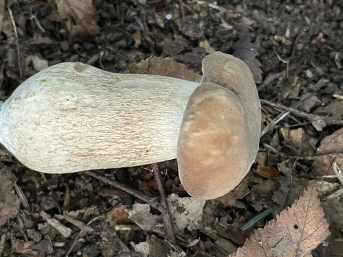 Boletus variipes