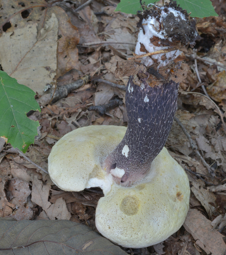 Boletus violaceofuscus