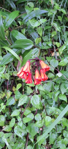 Bomarea acutifolia