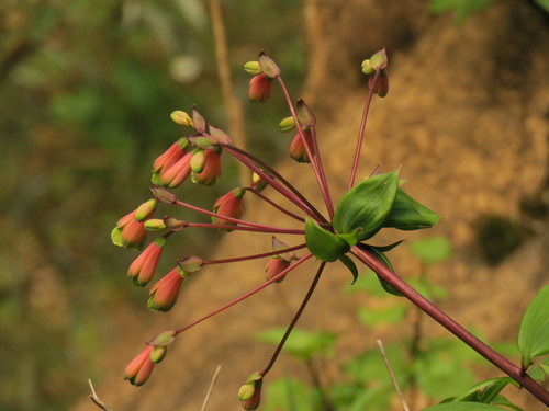 Bomarea edulis