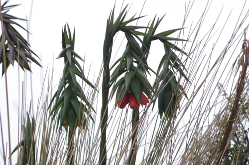 Bomarea glaucescens