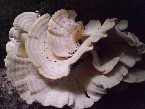 Bondarzewiaceae