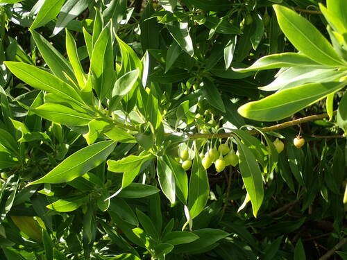 Bontia daphnoides