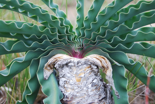 Boophone disticha