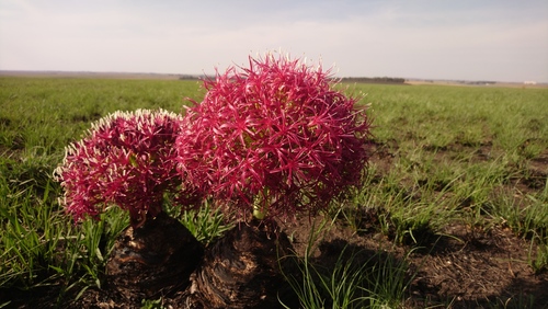 Boophone disticha