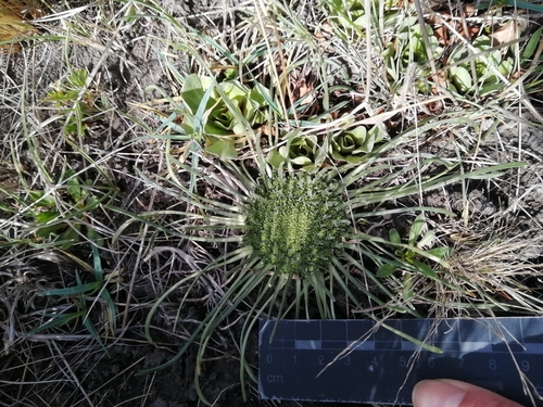 Boopis australis