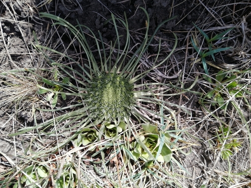 Boopis australis
