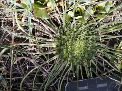 Calyceraceae