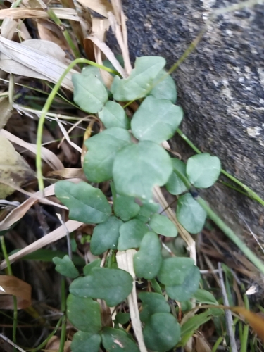 Boquila trifoliata