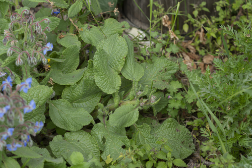 Borago officinalis