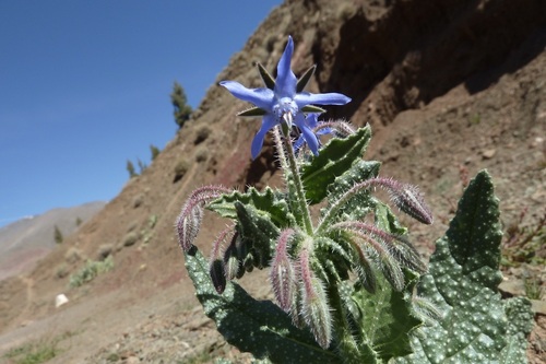 Borago trabutii