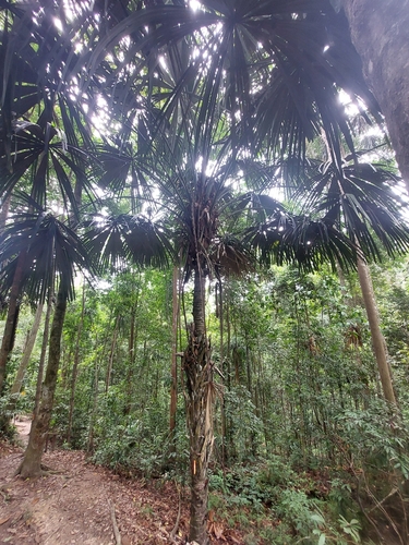 Borassodendron borneense
