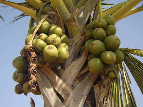 Borassus akeassii