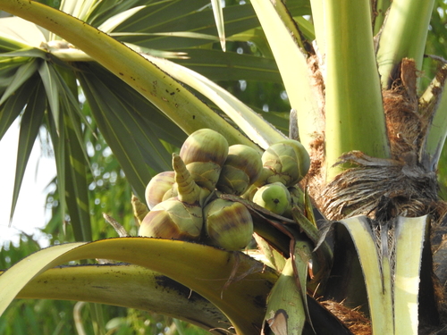 Borassus flabellifer