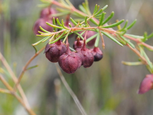 Boronia megastigma