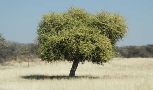 Capparaceae