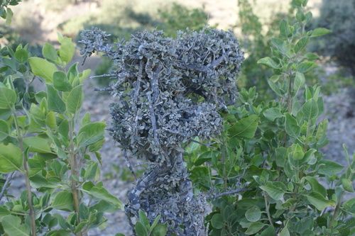 Boscia arabica