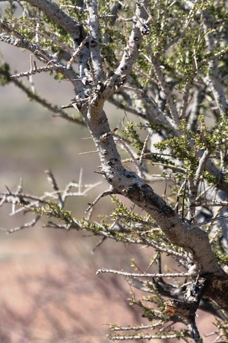 Boscia foetida