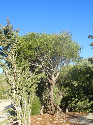 Boscia longifolia